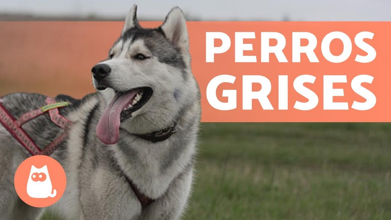 10 RAZAS de PERROS GRISES 😍 ¿Cuál es tu FAVORITO?