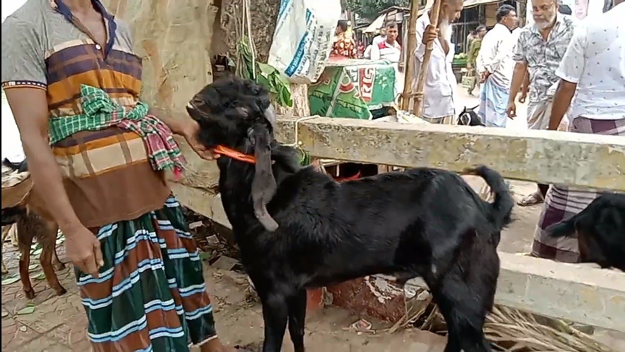টঙ্গীতে বিশাল ছাগলের হাট  এখানে বিভিন্ন প্রজাতির ছাগল পাইকারি ও খুচরা বেচাকিনা হয@travelnewsbd84