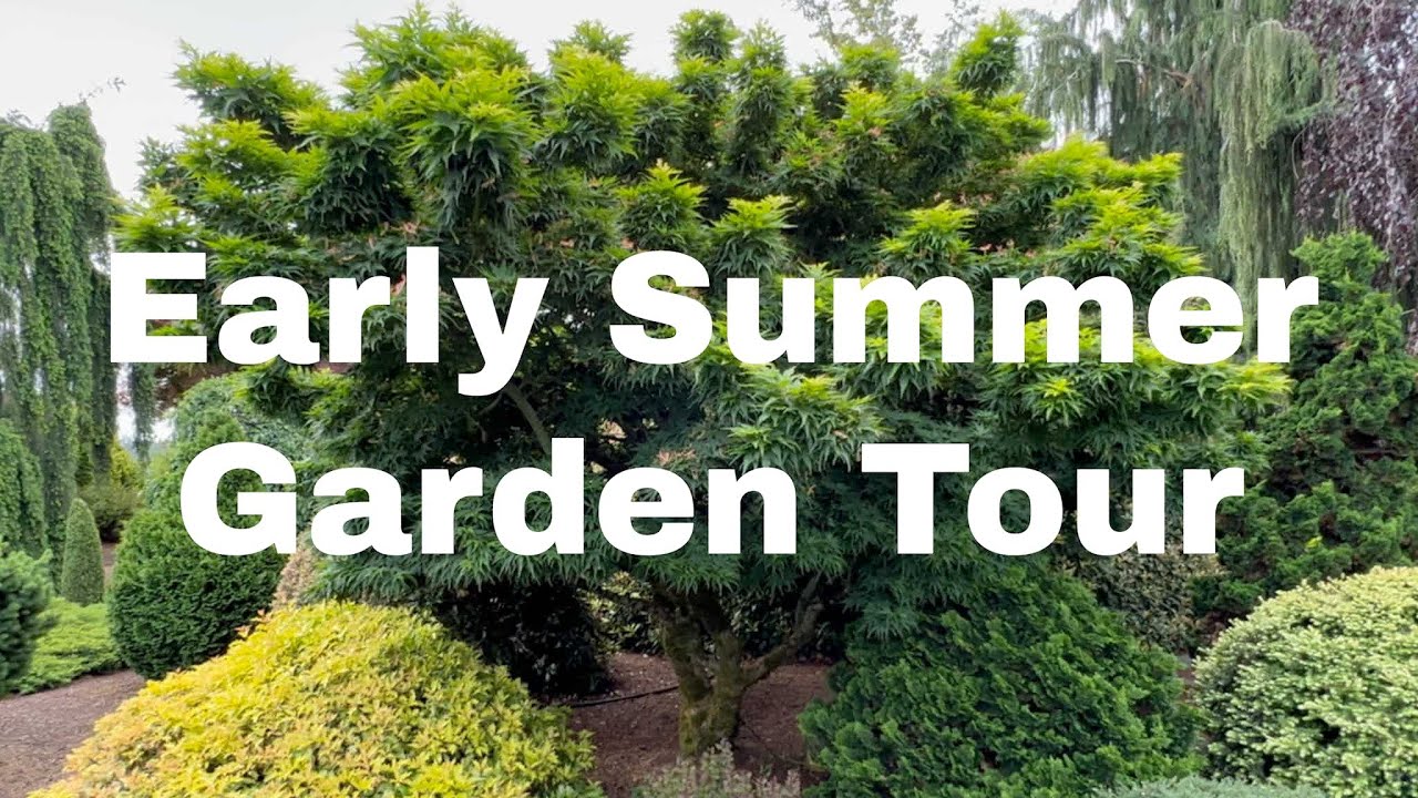Garden Tour of Jean Iseli Memorial Garden June 2023. Specimen Size Landscape Plants #conifergarden