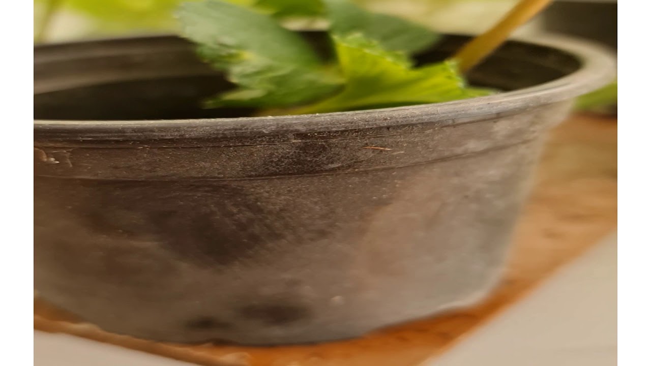 طرق تكاثر اشجار الفراولة