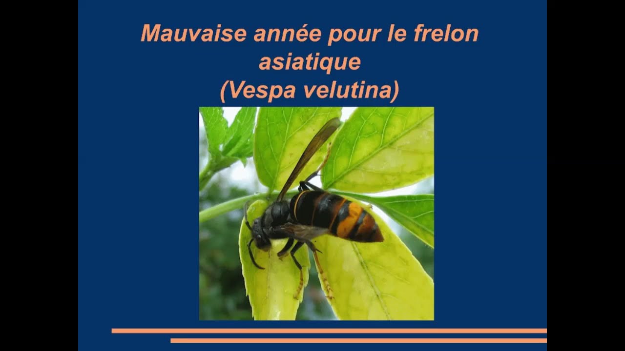2024 Grand retour de vespa crabro, le frelon européen