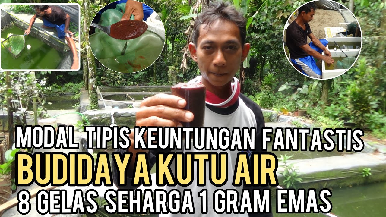 BUDIDAYA KUTU AIR DENGAN MODAL TIPIS TAPI KEUNTUNGAN FANTASTIS || MUDAH DAN BISA PANEN SETIAP HARI