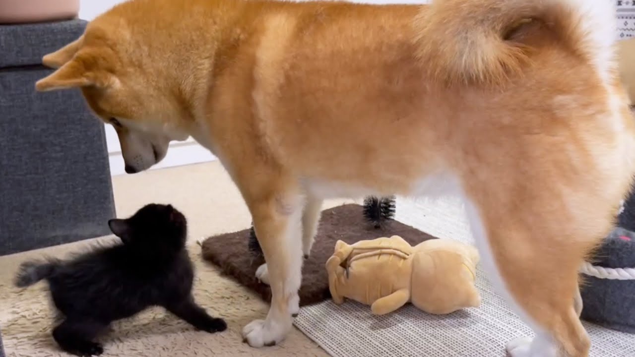 子猫と初ご対面中に寝てしまう優しい柴犬ママ♥