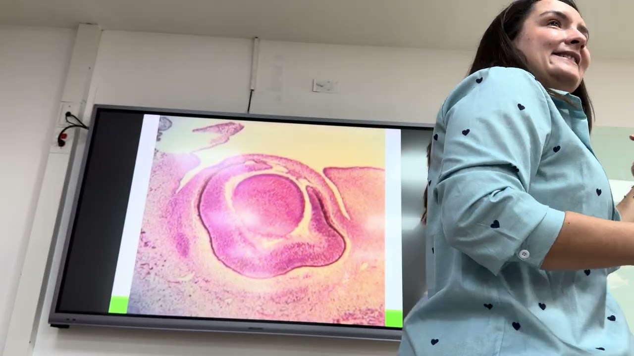 EMBRIOLOGÍA MORFO 3