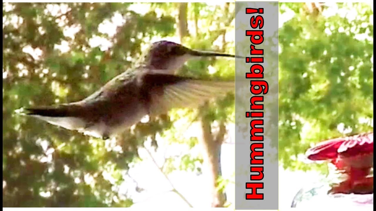 Amazing Slow Motion Hummingbirds #dondroneson #GoPro #slomo #timelapse #beaverlake #hummingbird