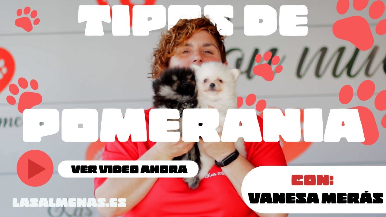 TIPOS DE POMERANIA, ¿Cuántos hay? ¿Boo o Lulú? | Centro Canino Las Almenas