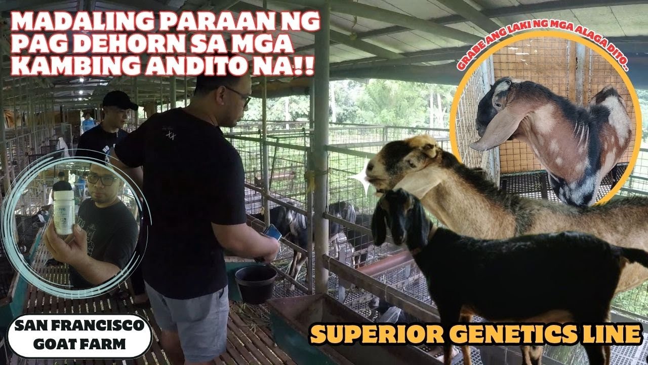FARM VISIT AT SAN FRANCISCO GOAT FARM PART 3/BAGONG PARAAN NG PAG DEHORN NG ANGLO NUBIAN GOATS