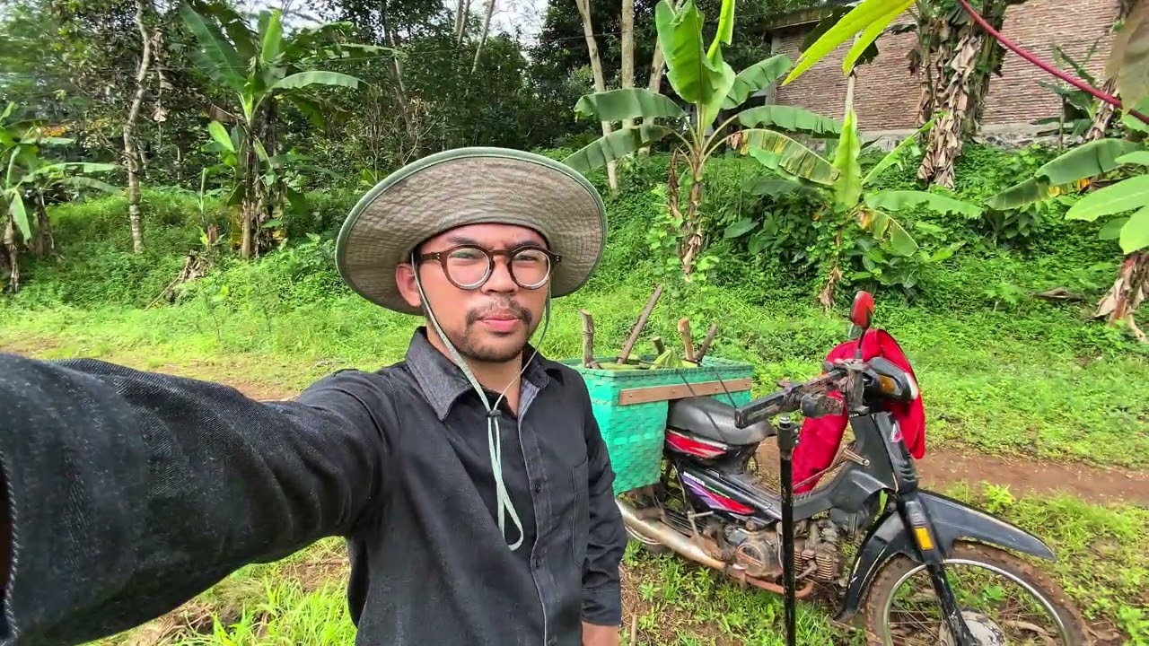 Banana Harvest ASMR: Cracking Stems, River Ambience & Heavy Rain