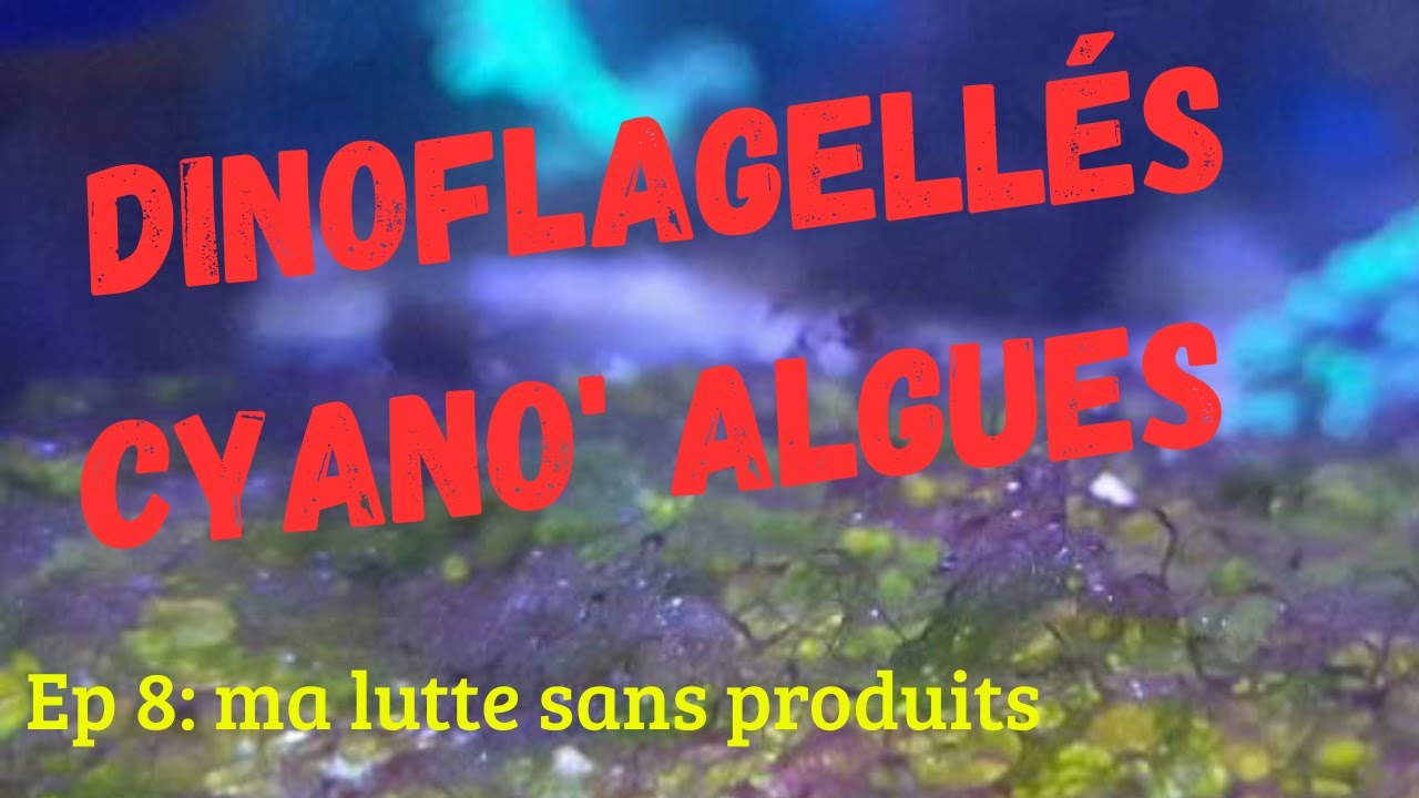 ep. 8: Comment j'ai vaincu les dinoflagellés sans produits chimiques!
