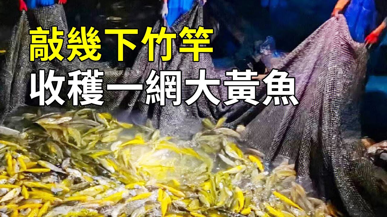 大黃魚的秘密，為什麼一條能賣幾萬元？