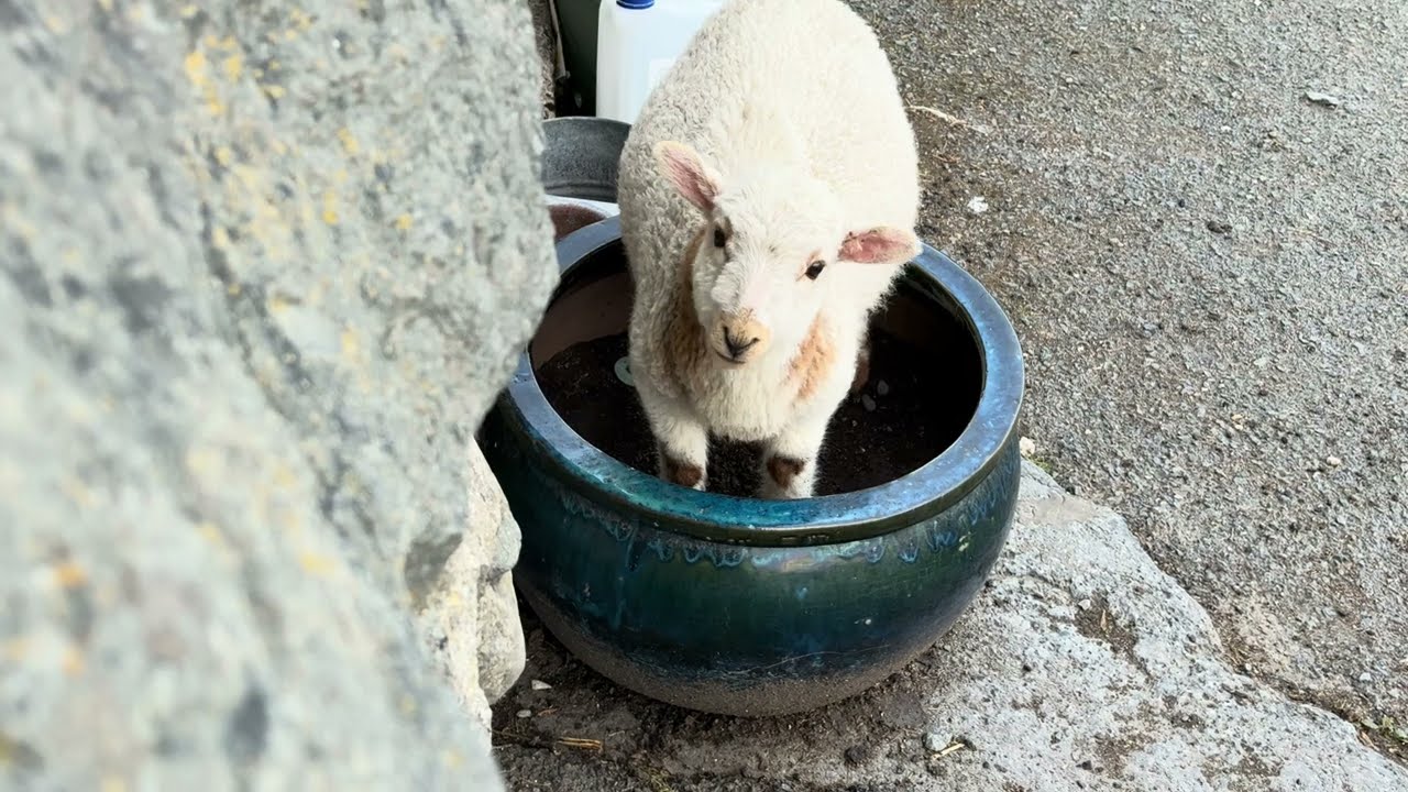 Florence The Lamb
