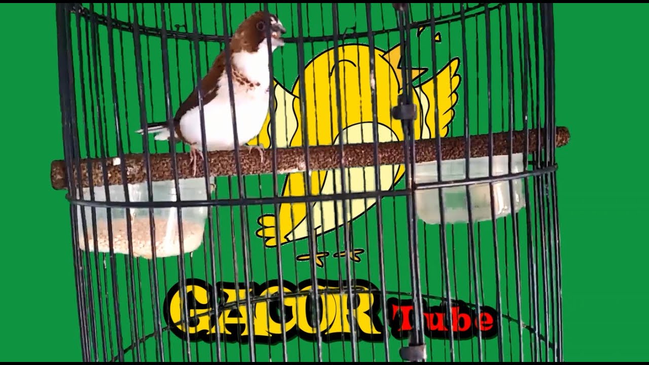 EMJE - Emprit Jepang Gacor Ngeroll Cocok Buat Pancingan Bunyi