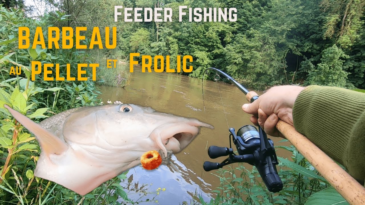 Pêche du BARBEAU au pellet Halibut et au FROLIC | Pêche du barbeau au feeder sur l'Ourthe