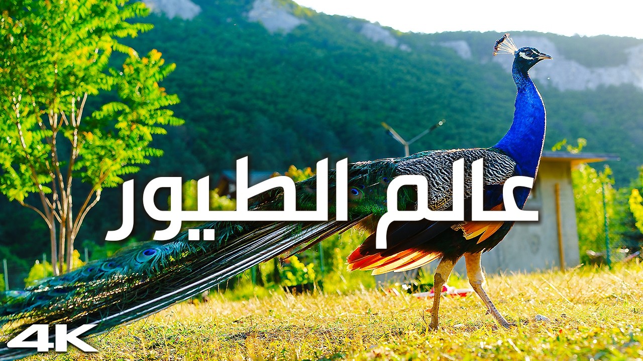 أجمل وأروع الطيور على كوكب الأرض مع الأسماء و الأصوات | وثائقي