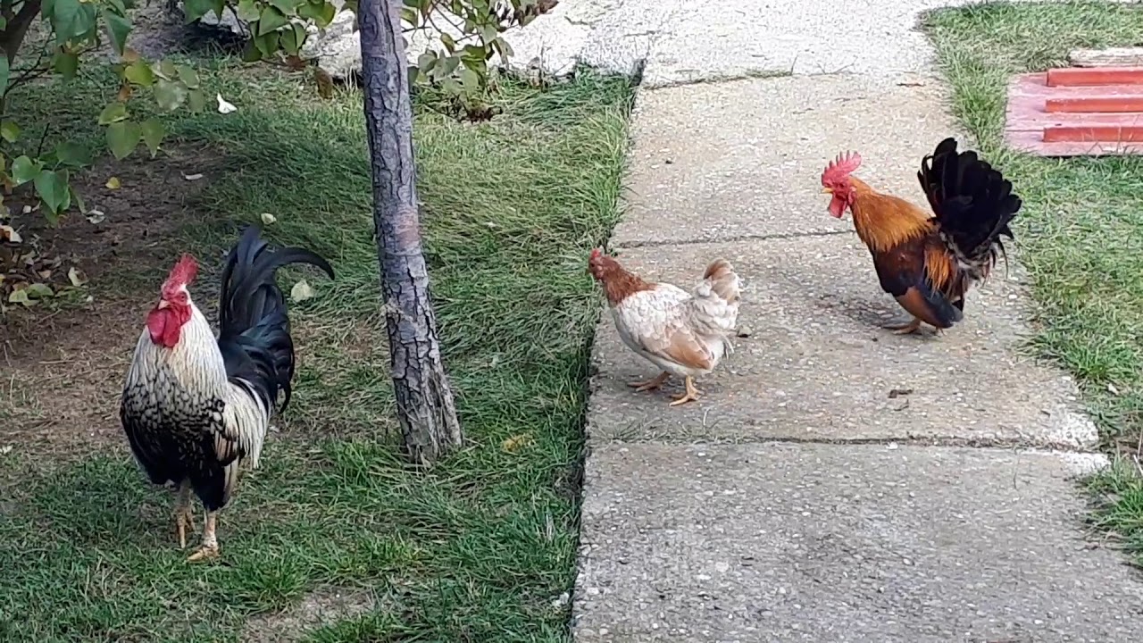 Gjeli duke k&euml;ndu(rooster crowing)