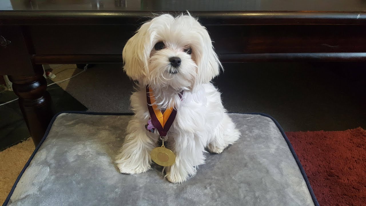 Zuri - Maltese Puppy - 2.5 Week Residential Dog Training