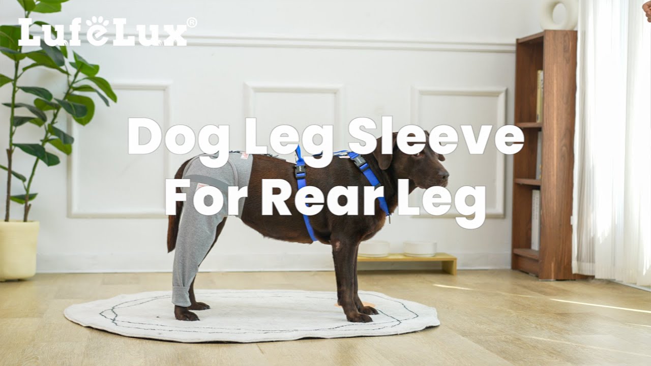 How to Use LufeLux Dog Leg Sleeve for Rear Leg Recovery (Easy Tutorial)