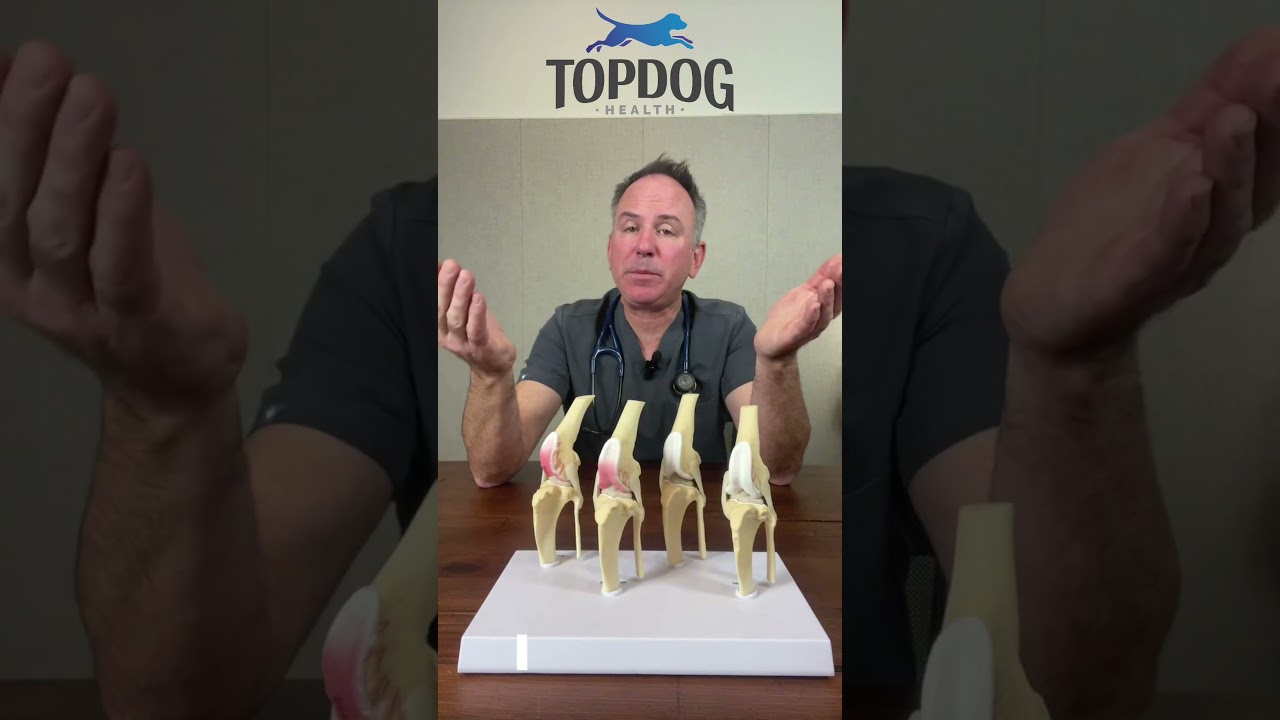 Does Your Dog REALLY Need ACL Surgery? 🤔🐾 #shorts #dogshorts #acltear #veterinarian #vet