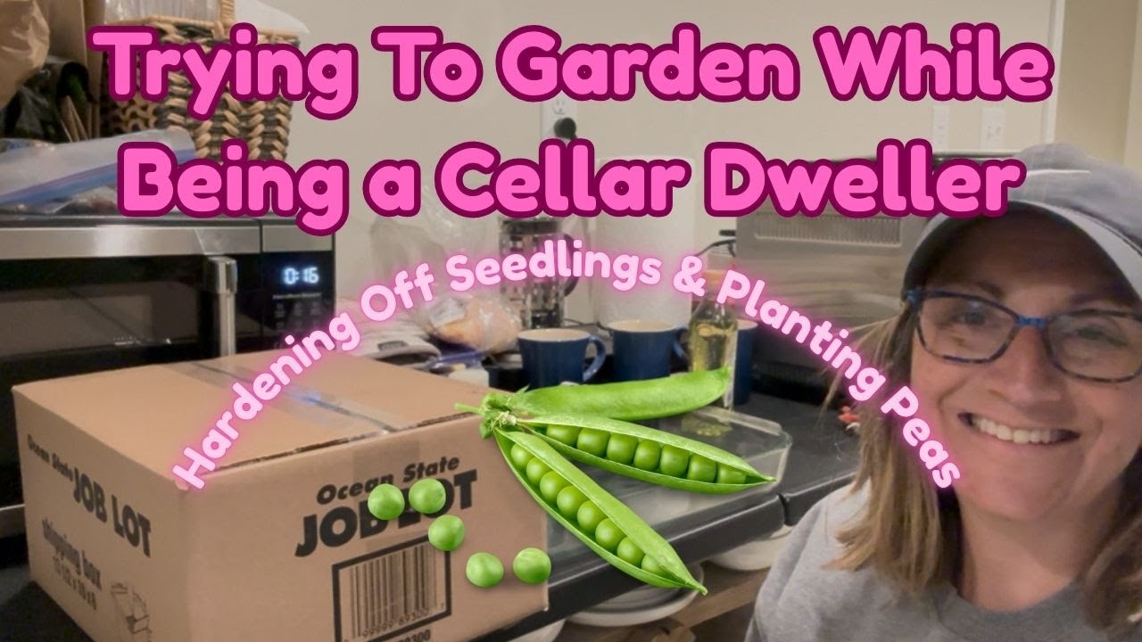 A Day In The Life Of A Cellar Dweller/Planting Peas & Hardening Off Seedlings🌱🌸🌼