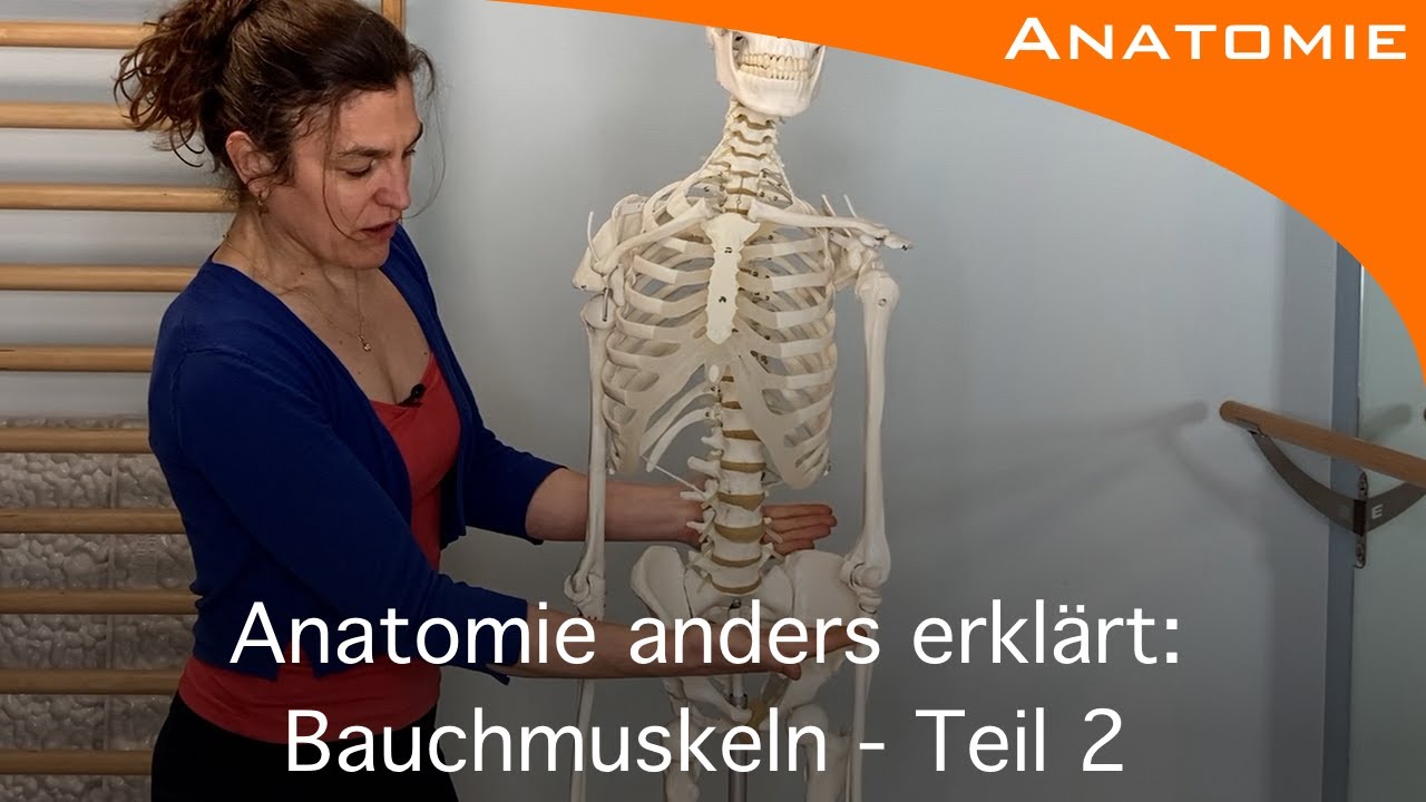 Bauchmuskeln Teil 2 - Anatomie anders erklärt