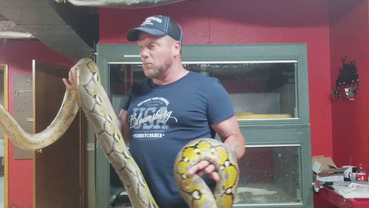 Handling an 11 foot Reticulated Python.