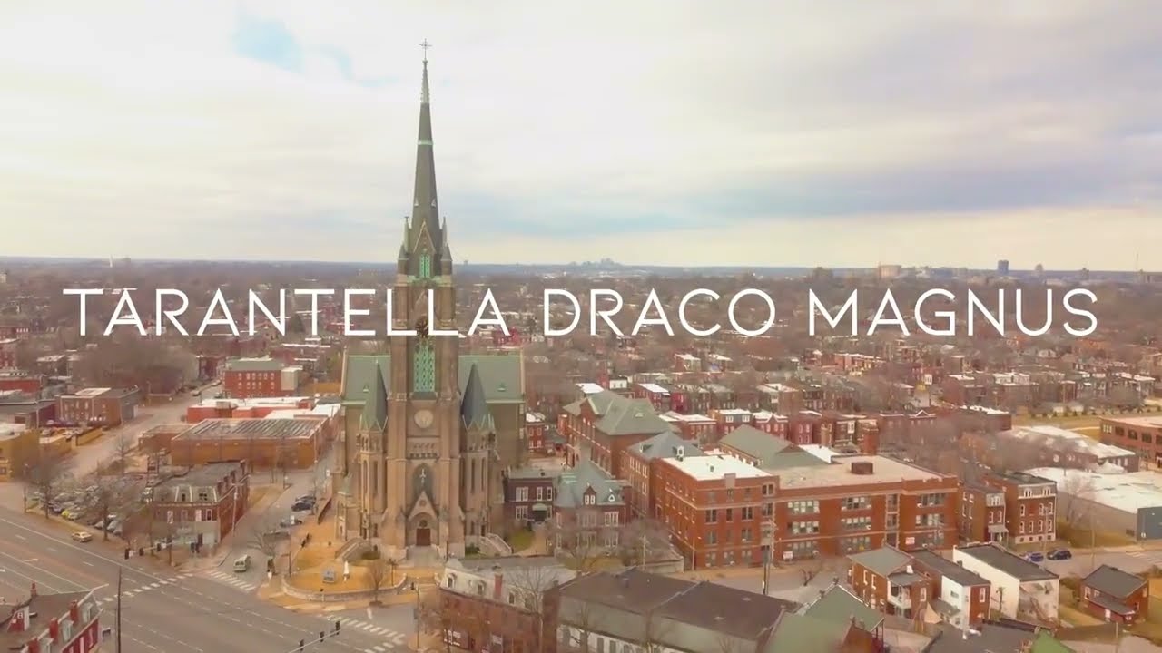Tarantella Draco Magnus