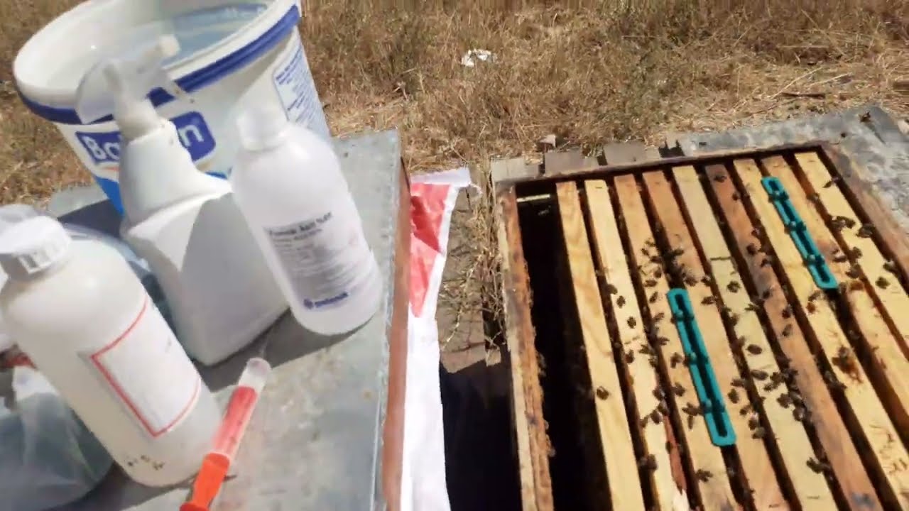 Varroa ile mücadelede formik asit uygulaması nasıl ne zaman yapılır#formik