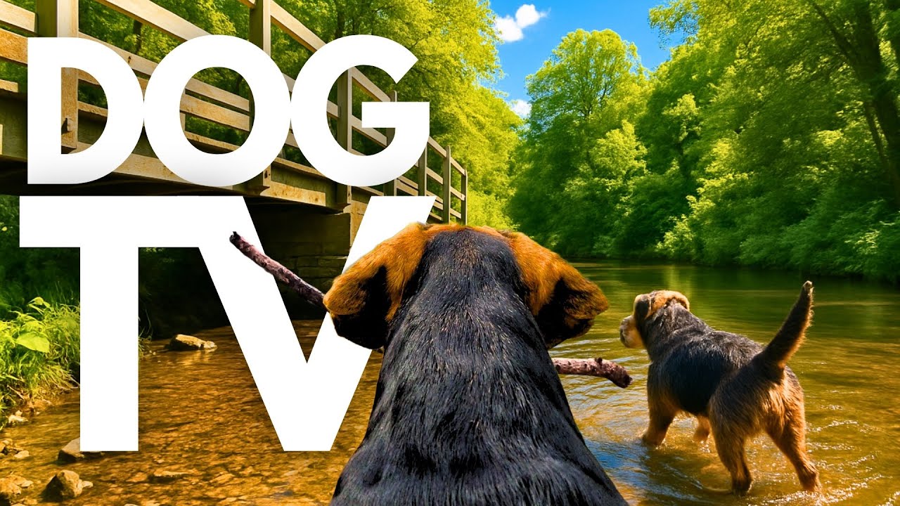 TheDogCam | 10hrs of Comforting Virtual Dog Walks Along Blooming Country Paths 🐾🌳 GoPro DogTV