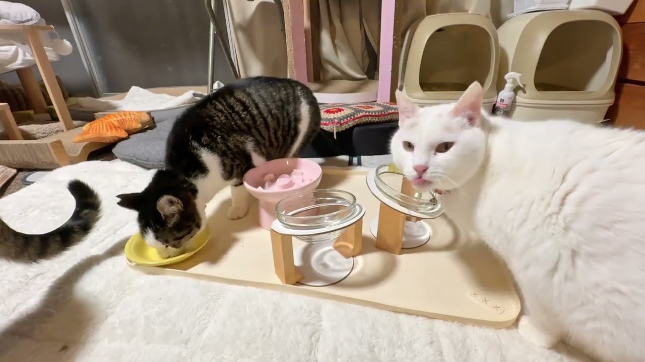 温めたウェットフードの夕ごはんを配膳します【26年2月10日その4】