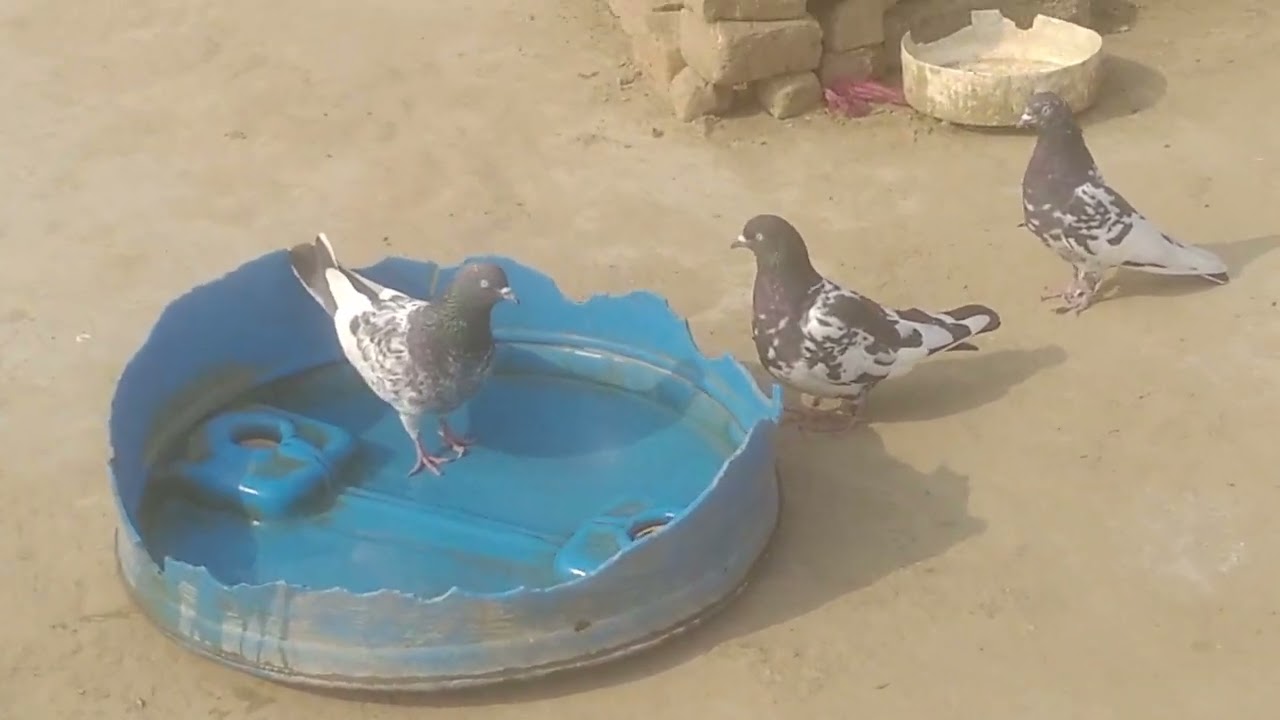 kabutaro ko bahut dino me nahlaya ll   #chandausi #chandausikekabutar @Avengers_of_pigeon