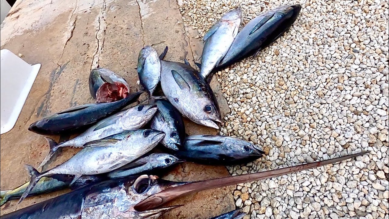 We filled the Freezer! Tuna! Mahi! Wahoo! Swordfish!