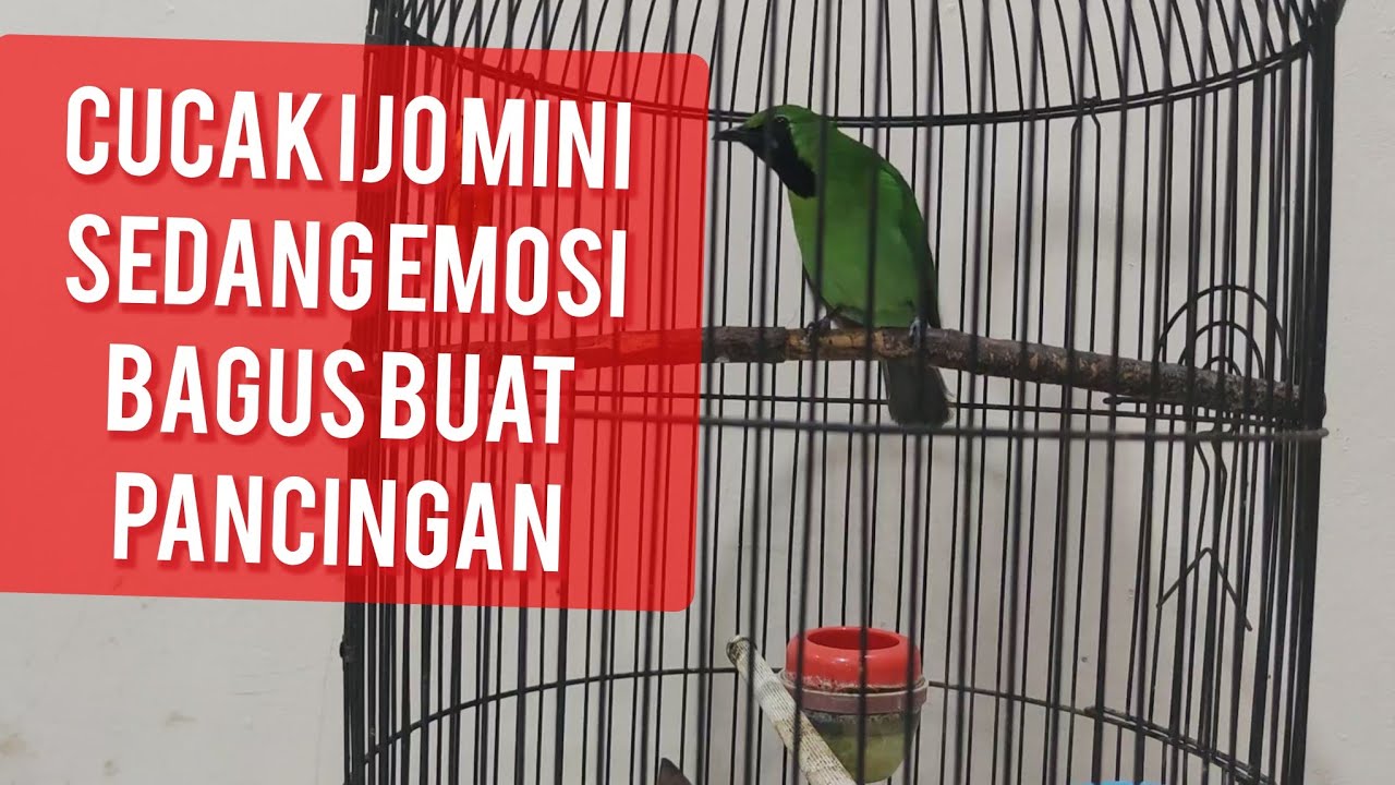 Cucak Ijo mini Emosi Gacor, yang lain pasti ikut emosi Pancingan #kicaumania #birds #burungkicau 