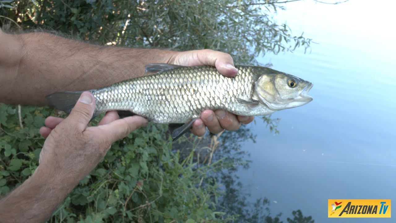 MONDO PESCA - GRAPPOLI DI CAVEDANI - PESCA CON L'UVA - FARA GERA D'ADDA - FISHING METHOD -#pescar