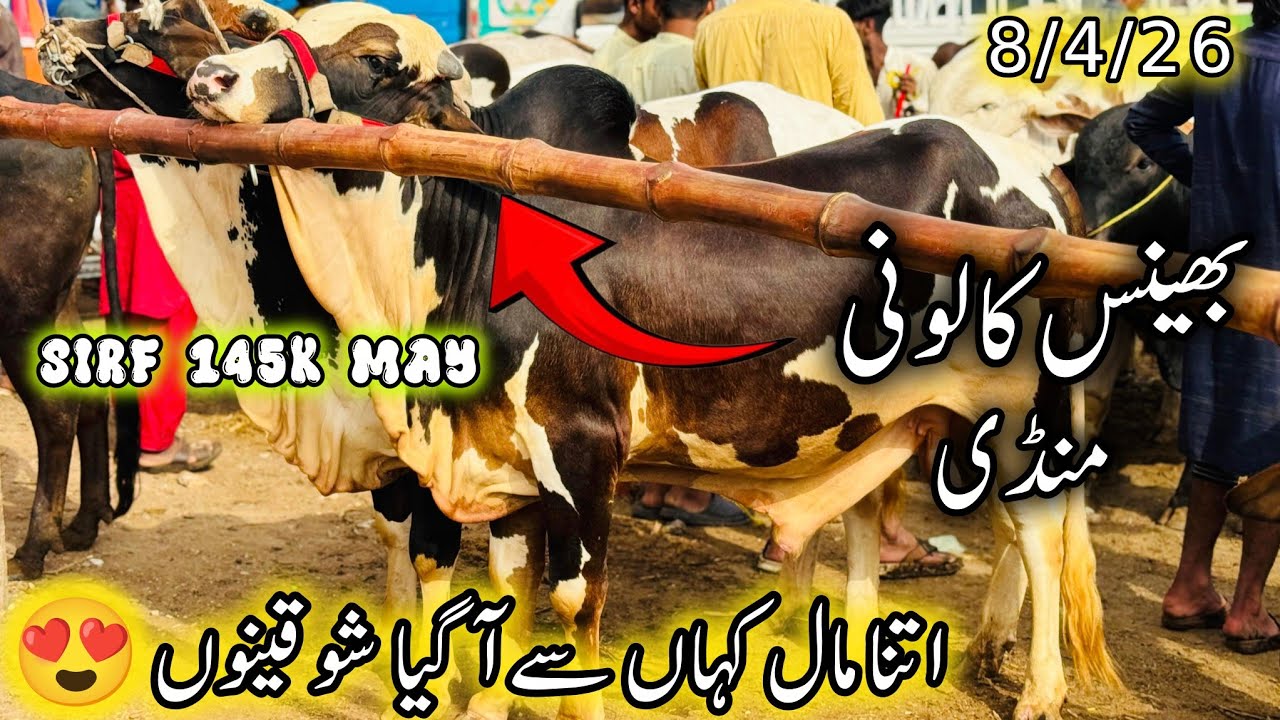 Bhains Colony Mandi Karachi Latest Rates update | 8 April 2026 | Cow Mandi Karachi | Qurbani 2026. 