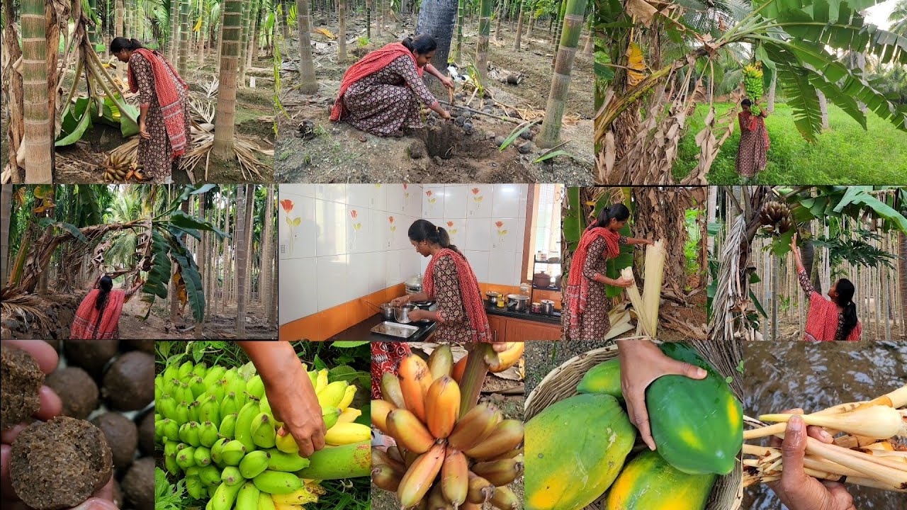 பனங்கிழங்கு வாசம் மனமனக்க வீசும்/Harvesting variety of babana in our farm/village style healthy ladu