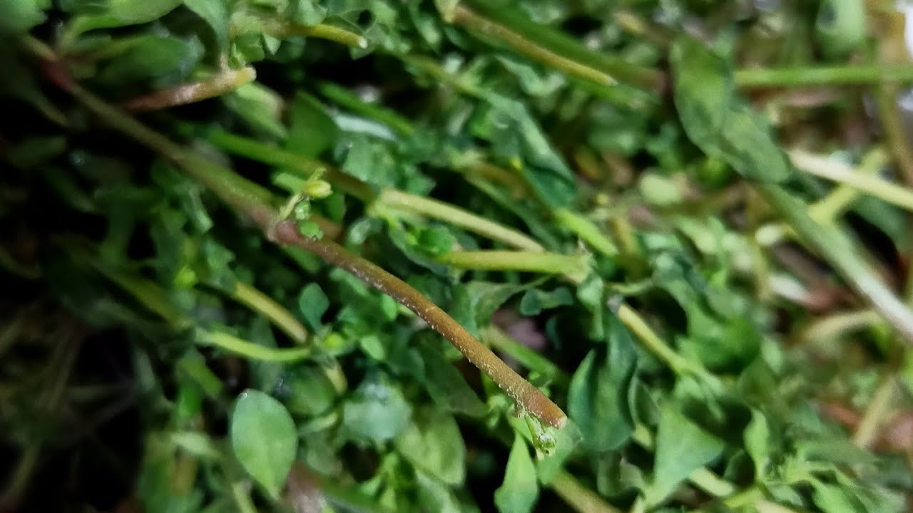 Alu Diye Dima Shak |Bengali Style Recipe | Apnar Rannaghor