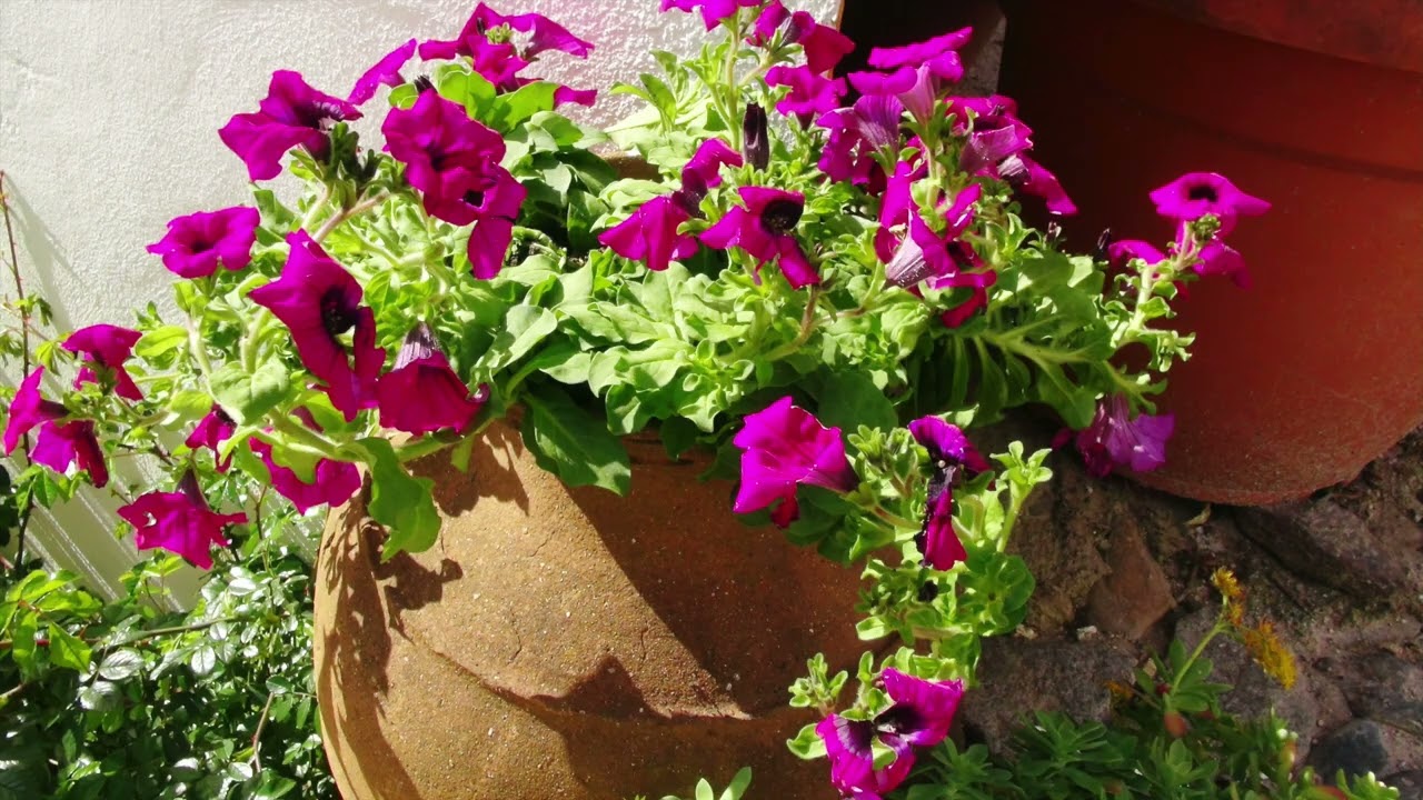 2014 e 2015 - O meu olhar pelas flores