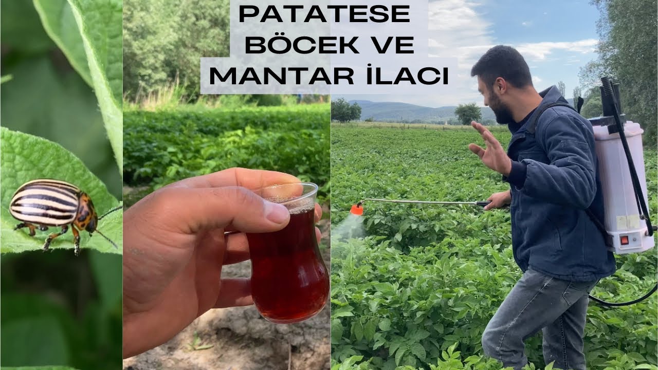 PATATESE BÖCEK VE MANTAR İLACI YAPTIK