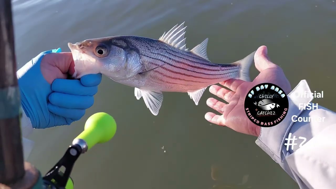 2026 EP.4 - EPIC Striped Bass Fishing in San Pablo Bay! 🔥 