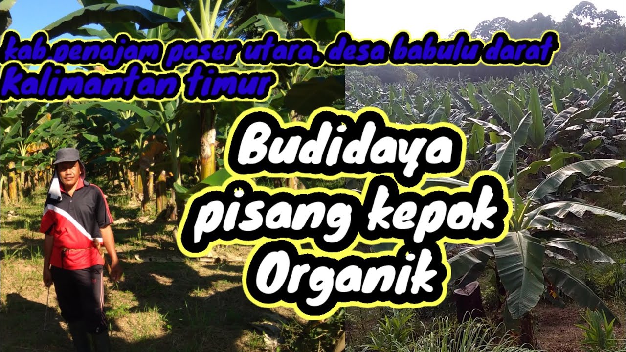 budidaya pisang|Budidaya pisang kepok organik