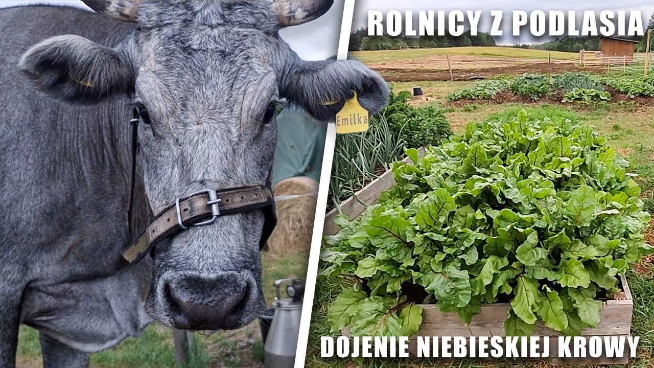 Dojenie niebieskiej krowy. Rolnicy z Podlasia