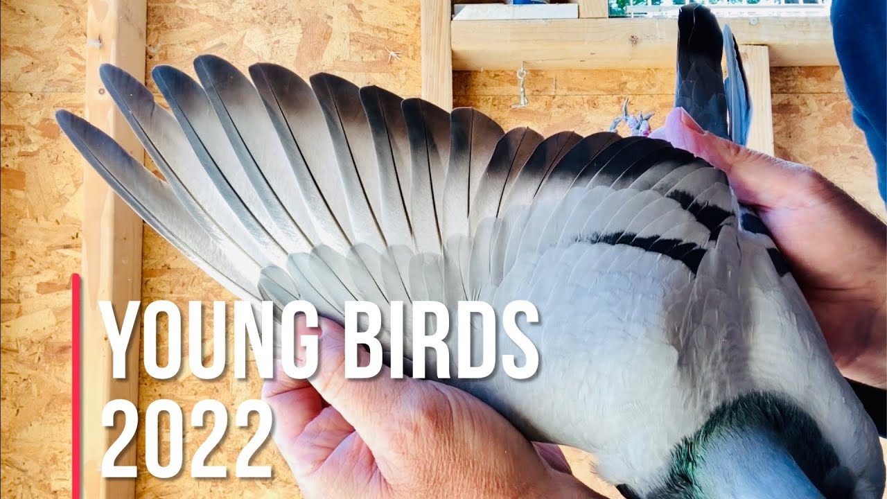 Young birds update and how to treat infested racing pigeon feed
