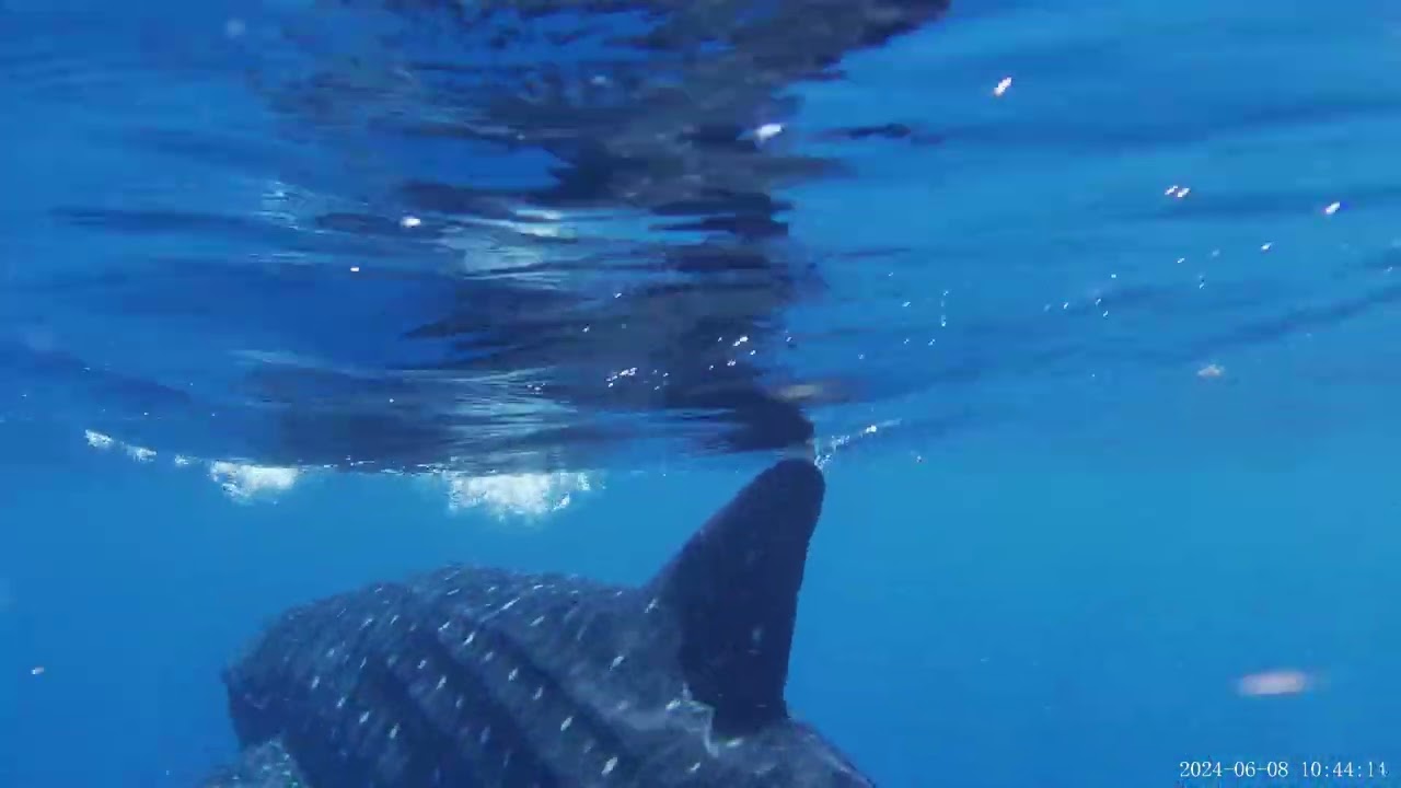 Whale Shark