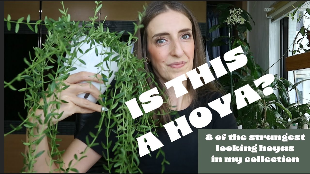 IS THIS A HOYA? 8 of the strangest looking hoyas (in my collection)