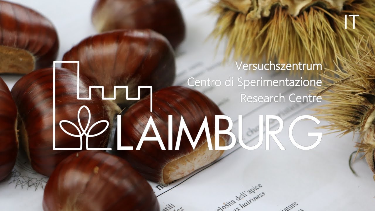 Campus | La coltivazione delle castagne