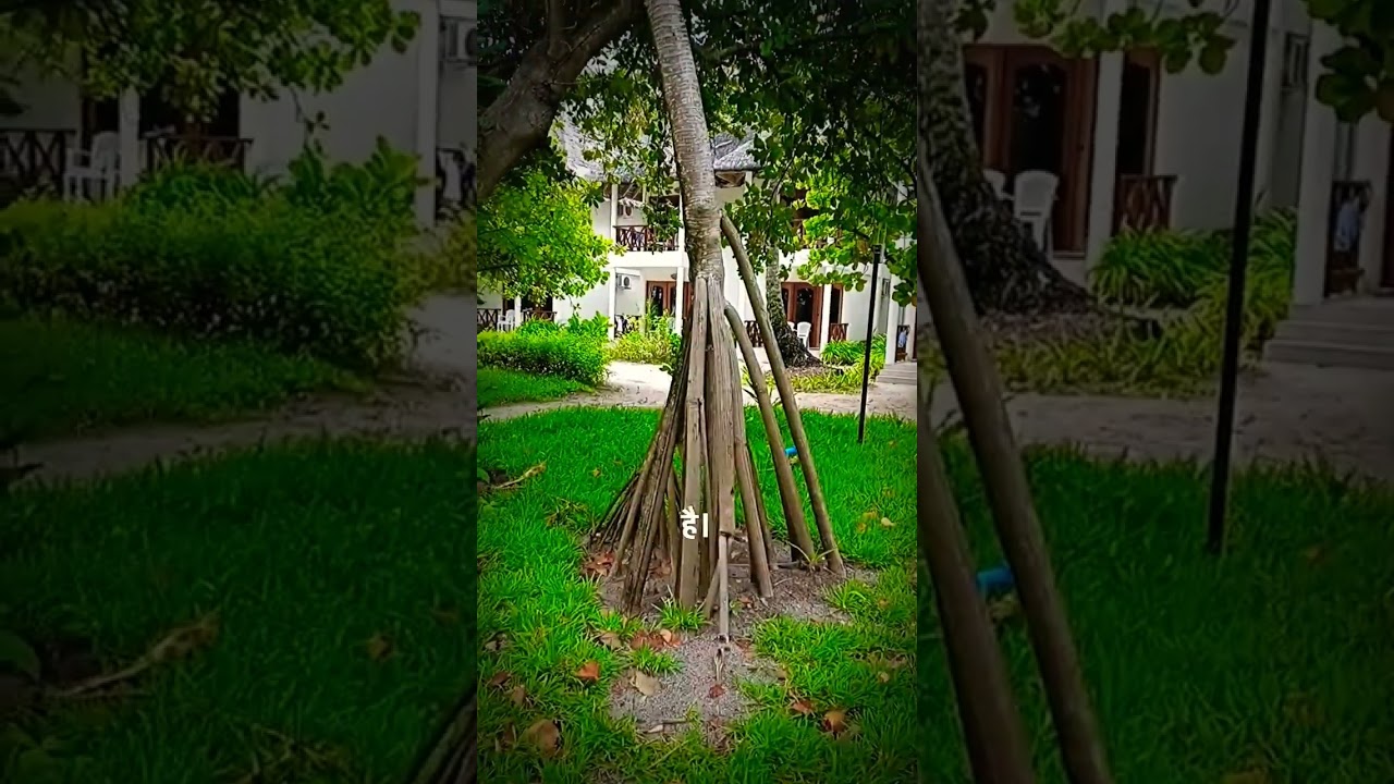 Ye Ped Roz Chalta Hai! 😲 | Walking Tree of Ecuador #amazingfacts #hindifacts #science #facts #shorts