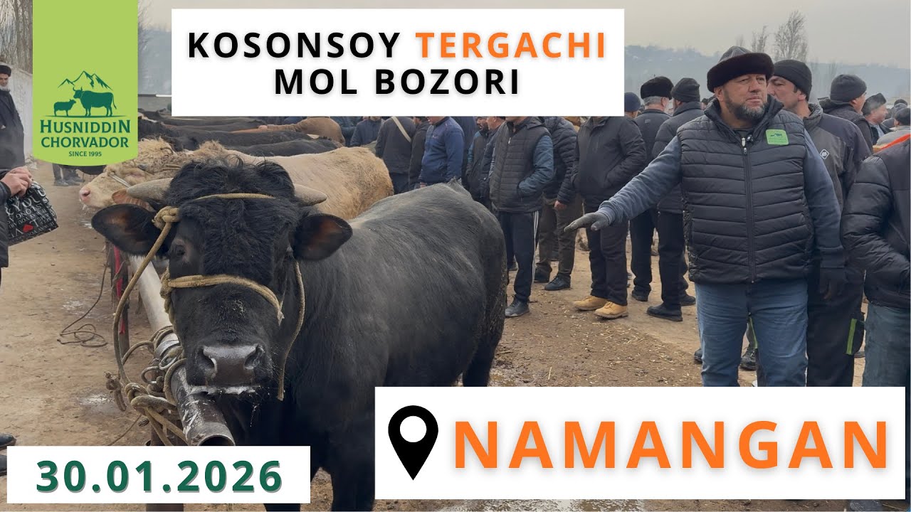 KOSONSOY TERGACHI MOL BOZORI - Buqa va buzoqlar narxi 30.01.2026