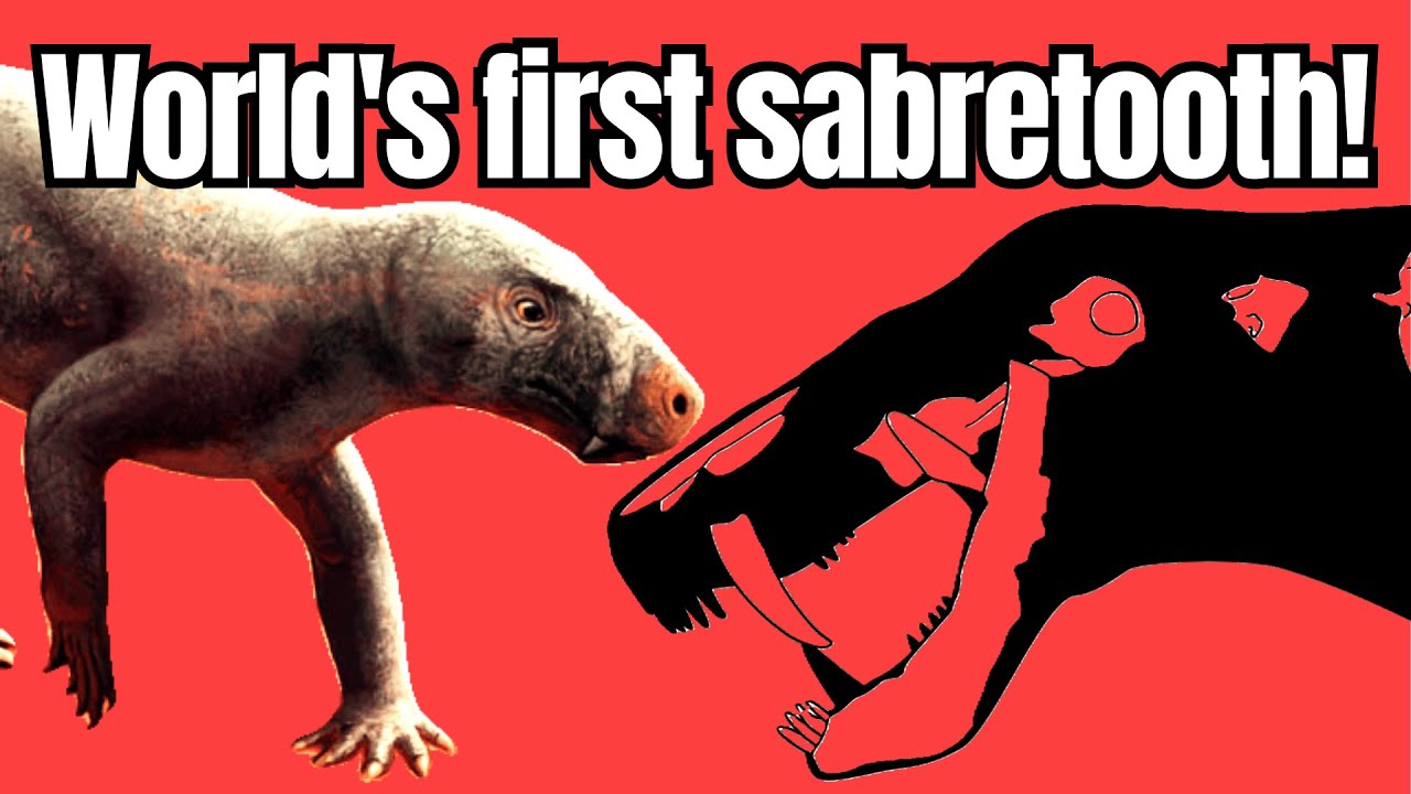 World's first sabertooth!