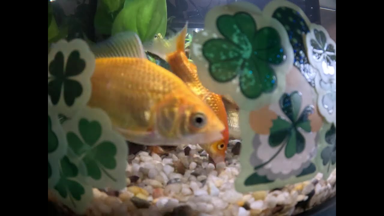 FISH IRISH