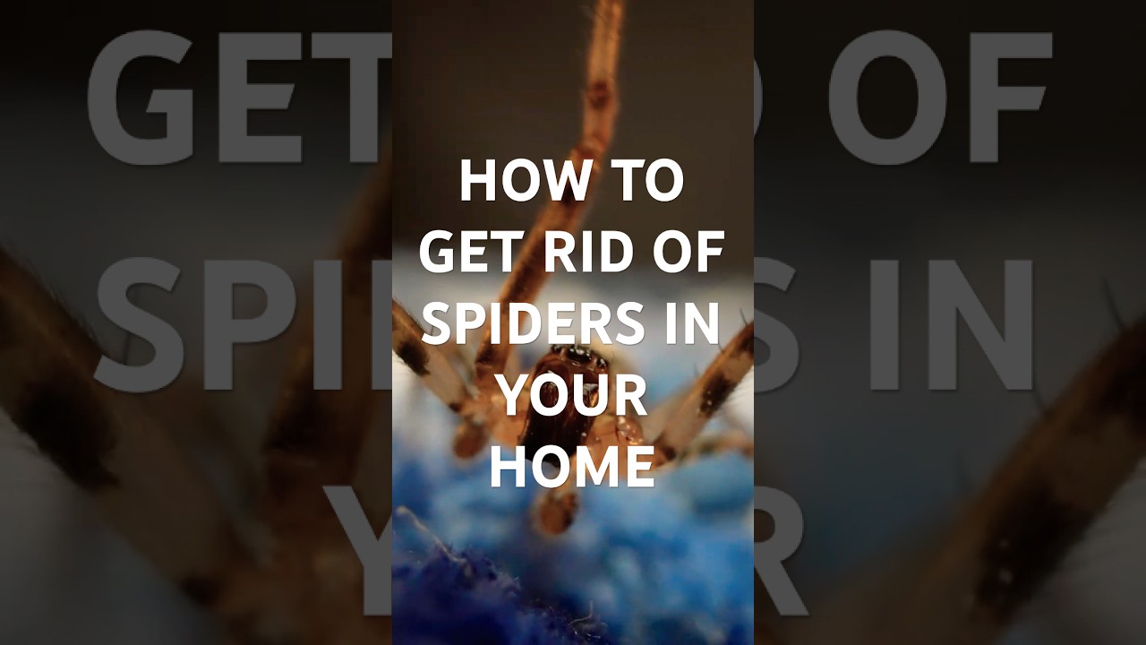 The eco friendly way to get rid of spiders in your home